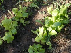 kertisalata kertisalata
